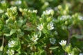 In the spring, Stellaria media grows in nature Royalty Free Stock Photo