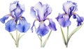 Blooming botany plant purple floral background iris nature blossoming flower spring blue flora leaf Royalty Free Stock Photo