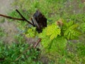 wet leaves after rain, wet grass, spring vegetation with water drops Royalty Free Stock Photo