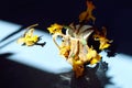 Spring still life: dry flowers of daffodils in a vase on a blue background in the sun, shadows from objects Royalty Free Stock Photo