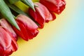Spring still life of red tulips on a pastel textured background Royalty Free Stock Photo