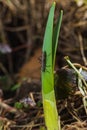 Spring stoneflies hanging on leaf Royalty Free Stock Photo