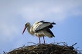 Spring. The storks have arrived. Bird in the nest against the background of  the sky. Royalty Free Stock Photo