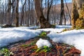 Spring stream in the forest, snow melting