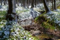 Spring stream in the forest after the snowfall. Springtime in the woods. Green grass and flowers on river bank Royalty Free Stock Photo