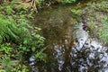 Peaceful Spring Stream of Water with Green Vegetation