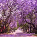 Spring street of beautiful violet vibrant jacaranda in bloom. Royalty Free Stock Photo