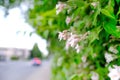 Spring street, out of focus road, pink branch, blooming buds, lush spring foliage, vegetation ornamental shrub, good weather,