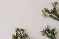 Spring styled photo. Floral frame, banner. Green hellebores flowers on neutral beige champagne table background. Empty