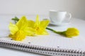 Spring styled stock photo. Still life with daffodil flowers, Narcissus, note book and cup of coffee. Blurred background Royalty Free Stock Photo