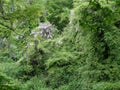 Spring subtropical forest, blooming wisteria, green jungle