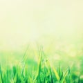 Spring or summer abstract nature background