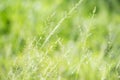 Spring or summer abstract nature background with grass and bokeh lights Royalty Free Stock Photo