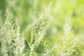 Spring or summer abstract nature background with grass and bokeh lights Royalty Free Stock Photo