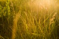 Spring or summer abstract nature background with grass in the me Royalty Free Stock Photo