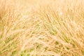 Spring or summer abstract nature background with grass in the meadow and blue sky in the back Royalty Free Stock Photo