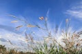 Spring or summer abstract nature background with grass in the meadow and blue sky in the back Royalty Free Stock Photo