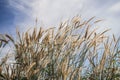 Spring or summer abstract nature background with grass in the meadow and blue sky in the back Royalty Free Stock Photo