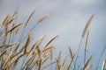 Spring or summer abstract nature background with grass in the meadow and blue sky in the back Royalty Free Stock Photo