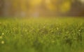 Spring and summer abstract nature background with grass and sun Royalty Free Stock Photo