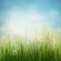 Spring or summer abstract season nature background Royalty Free Stock Photo