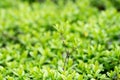 Spring or summer abstract season nature background with grass, bokeh lights. shrub border.green shrub Royalty Free Stock Photo