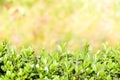 Spring or summer abstract season nature background with grass, bokeh lights. shrub border.green shrub and pink glare background Royalty Free Stock Photo