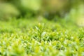 Spring or summer abstract season nature background with grass and bokeh. shrub border Royalty Free Stock Photo