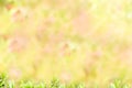 Spring or summer abstract season nature background with grass and bokeh. shrub border Royalty Free Stock Photo