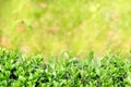 Spring or summer abstract season nature background with grass and bokeh. shrub border Royalty Free Stock Photo