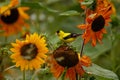 American Goldfinch with sunflowers Raleigh NC