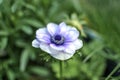 Spring or summer anemone pale purple flower, blooming outdoors