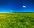 Spring summer background - blooming field meadow