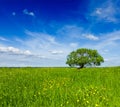 Spring summer green field scenery lanscape with single tree Royalty Free Stock Photo