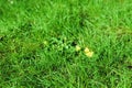 Spring-summer background a few yellow flowers on a bright green grass lawn Royalty Free Stock Photo