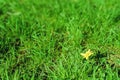 Spring-summer background a few yellow flowers on a bright green grass lawn Royalty Free Stock Photo