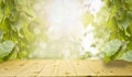 Spring and summer background - fresh green birch leaves, frame in the rays of sunlight, with a wooden table. Royalty Free Stock Photo