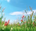 Spring summer background with fresh green grass and 1690445467489 6 Royalty Free Stock Photo