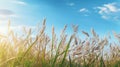 Spring summer background with fresh green tall grass 1690445972713 1 Royalty Free Stock Photo