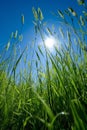 Spring summer background with fresh green tall grass 1690445972714 7 Royalty Free Stock Photo