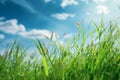 Spring_summer_background_with_fresh_green_tall_grass_1690445972714_3 Royalty Free Stock Photo