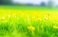 Spring-Summer Background with Lush Green Grass and Wild Yellow Flowers on a Morning Lawn. Royalty Free Stock Photo
