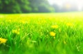 Spring-Summer Background with Lush Green Grass and Wild Yellow Flowers on a Morning Lawn. Royalty Free Stock Photo