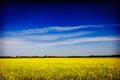 Spring summer background field with blue sky Royalty Free Stock Photo