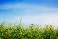 Spring and summer background: rapeseed flowers on blue sky background_