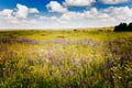 Rural road in green grass field meadow scenery lanscape with blue sky Royalty Free Stock Photo