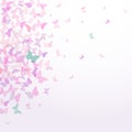 Spring summer card design Colorful pink butterflies set on white background. Vector