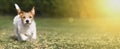 Spring, summer concept - cute happy pet dog puppy playing in the grass, web banner