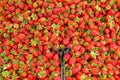 Spring summer detox fruit vegetable diet. Close up of harvest pile. Supermarket stand of clean and shiny vegetables / fruits assor Royalty Free Stock Photo