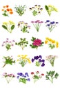 Spring Summer Edible British Flower Collection Royalty Free Stock Photo